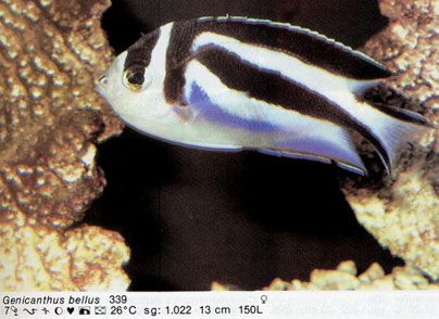 Genicanthus bellus